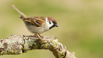 Ringmus / Tree sparrow