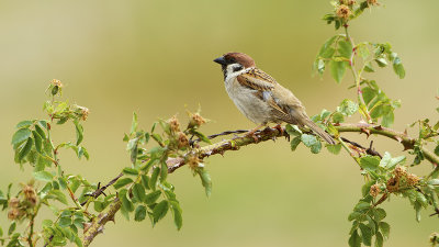 Ringmus / Tree sparrow