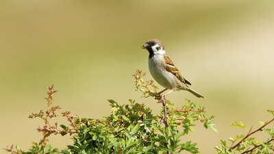 Ringmus / Tree sparrow