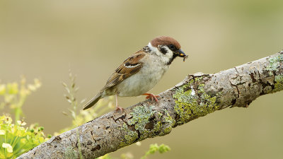 Ringmus / Tree sparrow