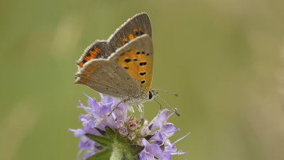 Kleine vuurvlinder / Lycaena phlaeas