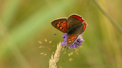 Kleine vuurvlinder / Lycaena phlaeas