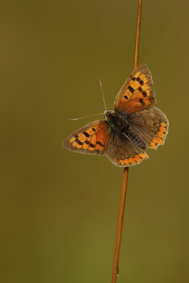 Kleine vuurvlinder / Lycaena phlaeas