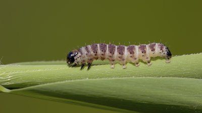 Egale rietboorder / Arenostola phragmitidis