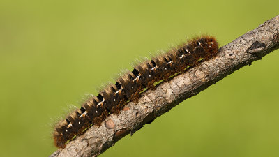 Lasiocampa quercus / Hageheld