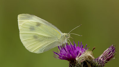 Klein koolwitje / Pieris rapae