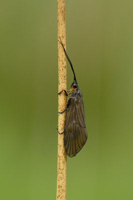 Sialis lutaria / Elzenvlieg