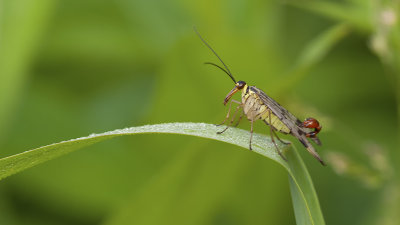 Gewone schorpioenvlieg / Panorpa communis