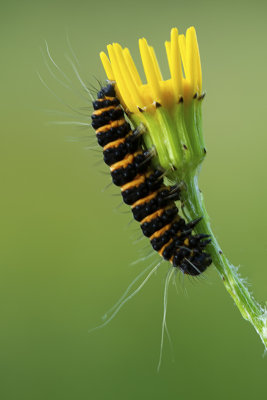 Sint-jansvlinder / Zygaena filipendulae