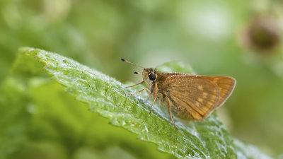 Groot dikkopje / Ochlodes sylvanus