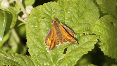 Groot dikkopje / Ochlodes sylvanus