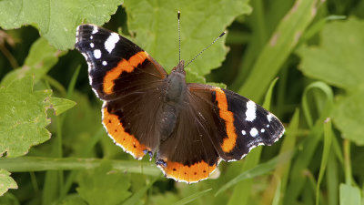 Schoenlappers / Nymphalidae