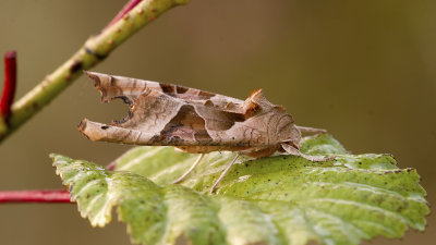 Agaatvlinder / Phlogophora meticulosa