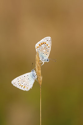 Icarusblauwtje / Polyommatus icarus