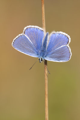 Icarusblauwtje / Polyommatus icarus