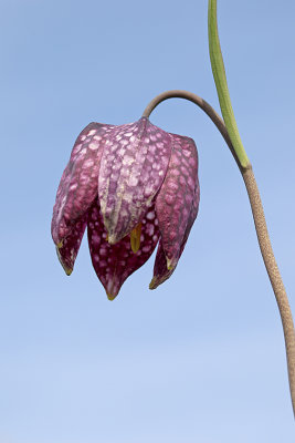 Snake's Head Fritillary / Kievitsbloem