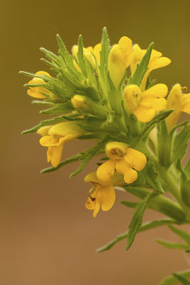 Yellow Bartsia / Kleverige Ogentroost