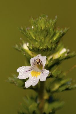 Stijve ogentroost / Drug eyebright