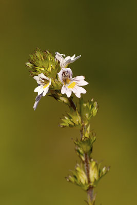 Stijve ogentroost / Drug eyebright
