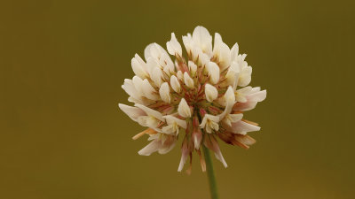 Witte klaver / White clover