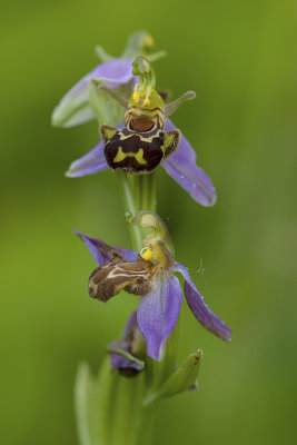 Ophrys apifera / Bijenorchis