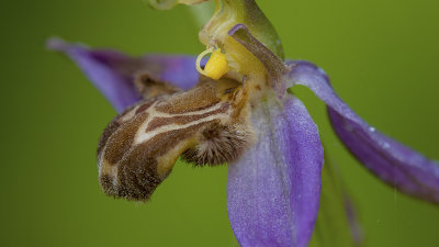 Ophrys apifera / Bijenorchis