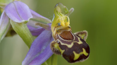 Ophrys apifera / Bijenorchis