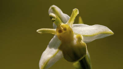 Ophrys apifera / Bijenorchis