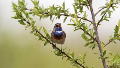 Blauwborst / Bluethroat