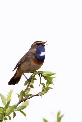Blauwborst / Bluethroat