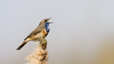 Blauwborst / Bluethroat