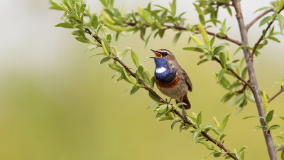 Blauwborst / Bluethroat