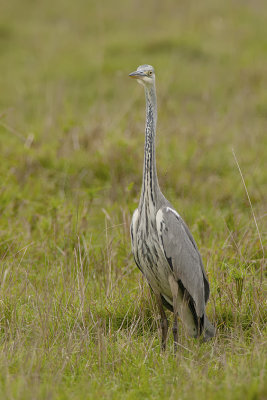 Grey heron 3.jpg
