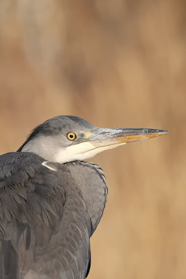 Grey heron 4.jpg