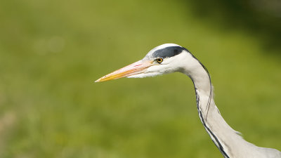 Grey heron.jpg