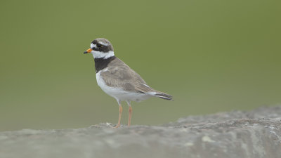 Common Ringed Plover / Bontbekplevier