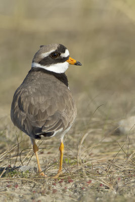 Common Ringed Plover / Bontbekplevier