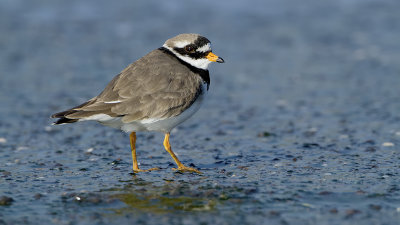 Common Ringed Plover / Bontbekplevier