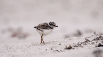 Common Ringed Plover / Bontbekplevier