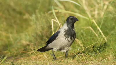 Hooded crow / Bonte kraai