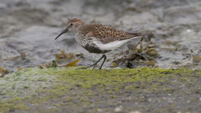 Dunlin / Bonte Strandloper