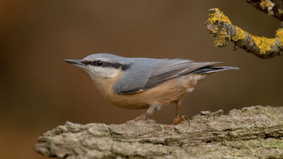 Nuthatches and Treecreepers / Boomklevers en Kruipers