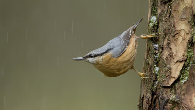 Boomklever / Eurasian nuthatch