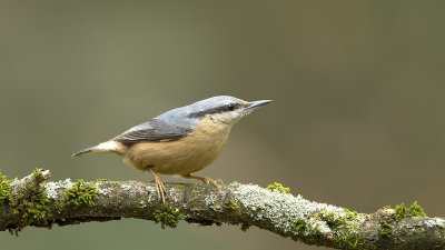 Boomklever / Eurasian nuthatch
