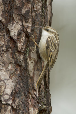 Boomkruiper / Short-toed treecreeper