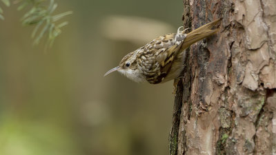 Boomkruiper / Short-toed treecreeper