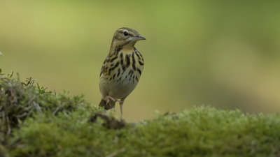 Tree Pipit / Boompieper