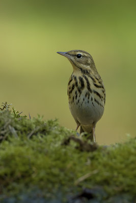 Tree Pipit / Boompieper