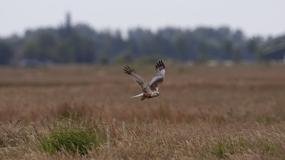 Marsh Harrier / Bruine Kiekendief