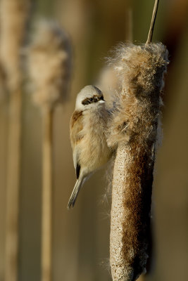 Buidelmees / Eurasian penduline tit